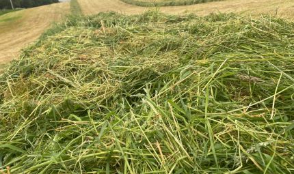 Did first cut silage go to plan?