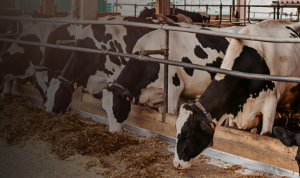 Preventing Subclinical Milk Fever In Cows