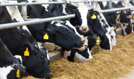 The Role of Dry Cow Minerals in Dairy Farm Excellence