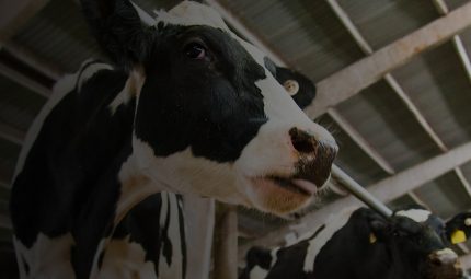 Maximising Dairy Herd Productivity: A Comprehensive Guide to Buffer Feeding Strategies